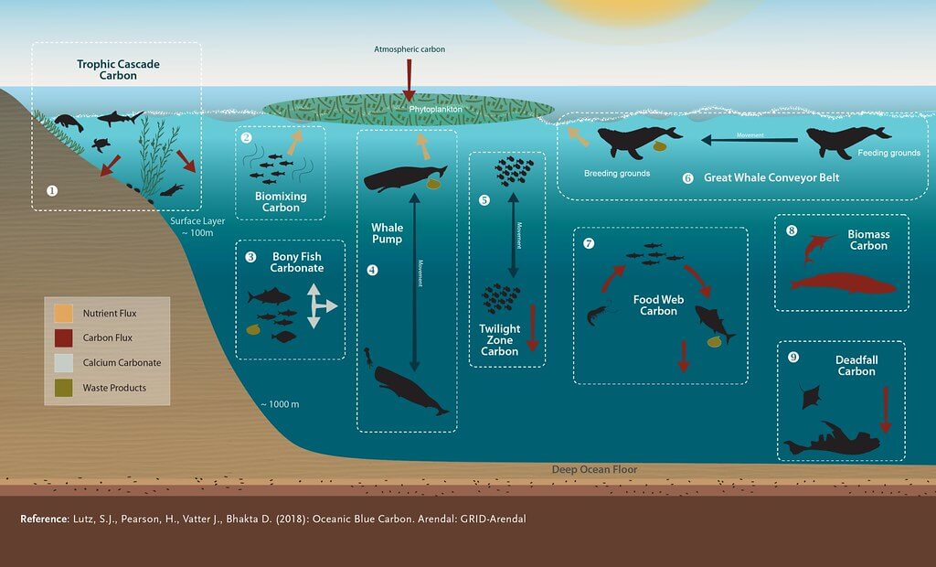 Whale carbon and oxygen flux